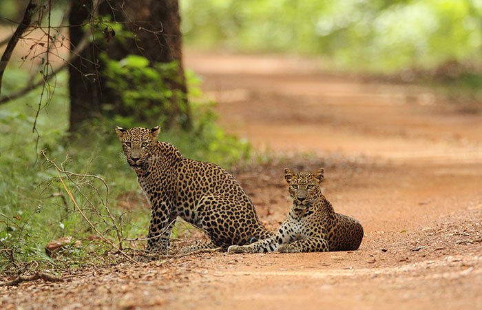 Wilpattu National Park